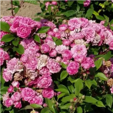Carmin - roz - trandafiri miniatur - pitici